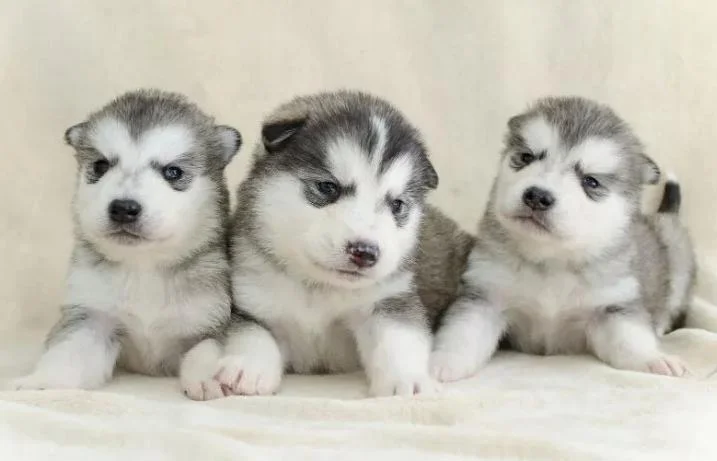 Aljaski malamut i akita inu stenci na prodaju