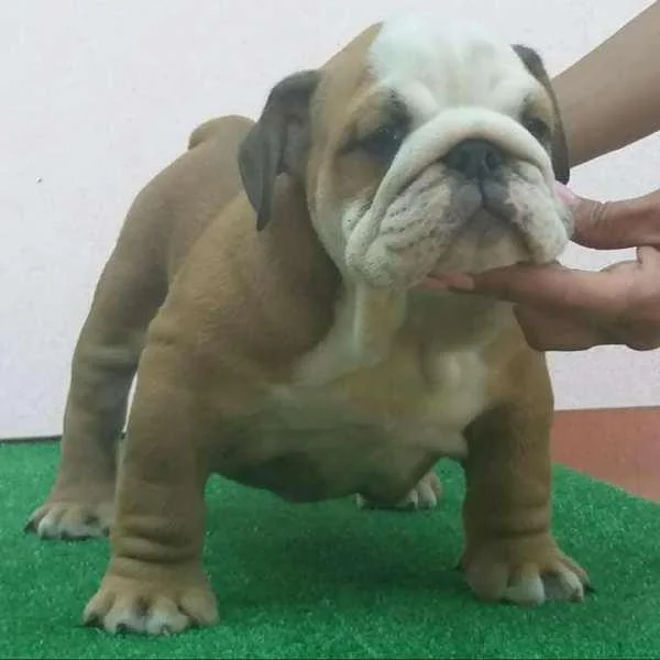 Engleski buldog, stenci izuzetnog izgleda