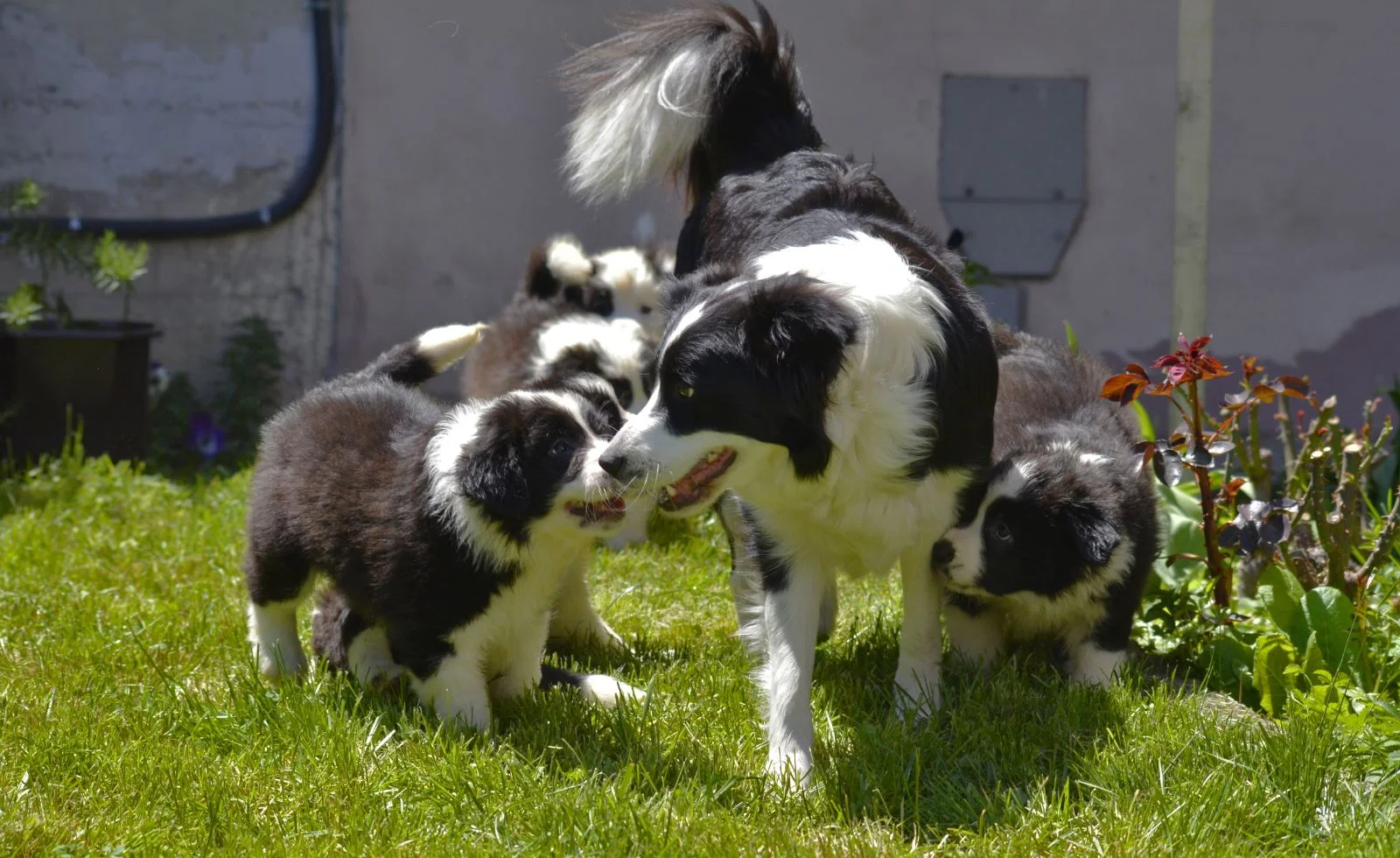 Шкотски Овчар (Border Collie)