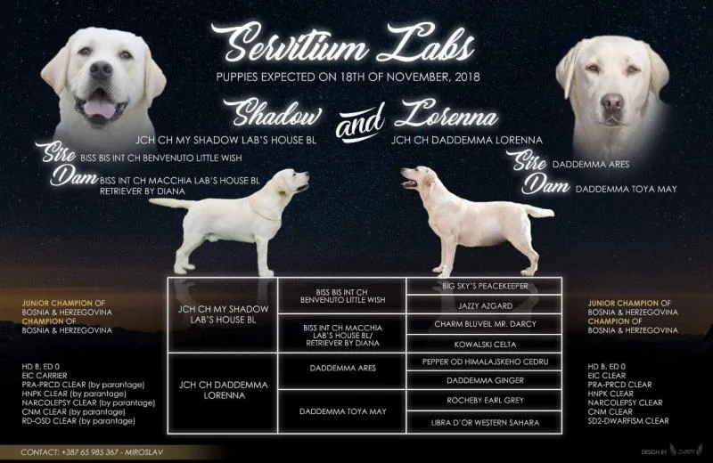 Labrador retriver štenci