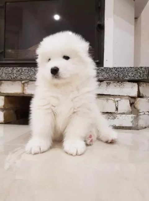 Sibirski samojed štene