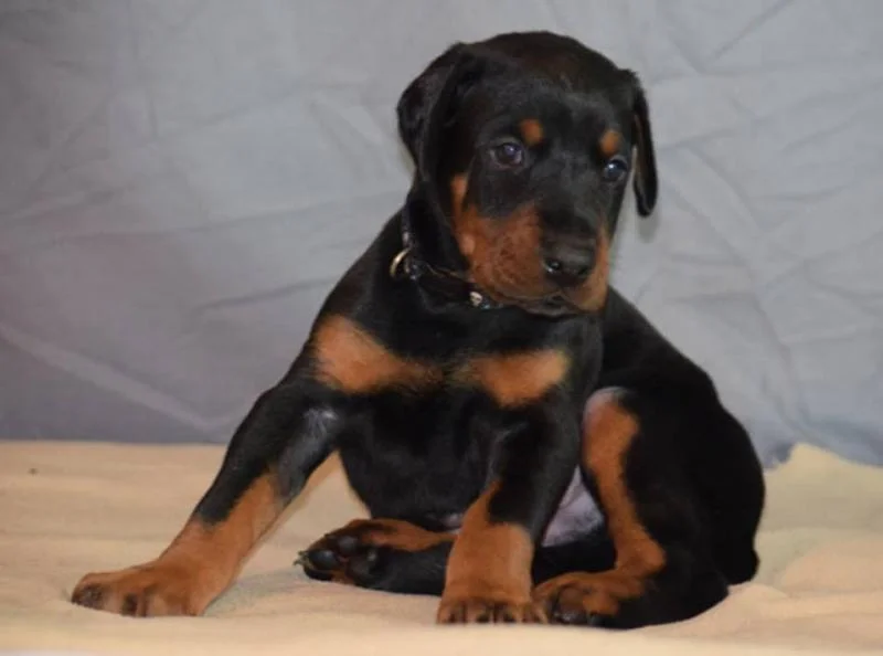 Doberman i rotvajler stenci na prodaju
