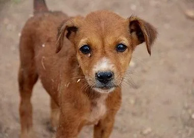 Која макра е твоето куче?