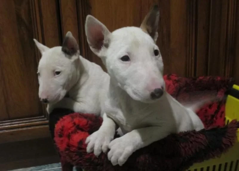 Bulterijer i dogo argentino stenci na prodaju
