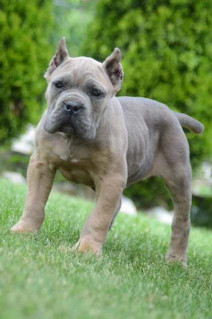 Cane Corso, štenci vrhunskog kvaliteta