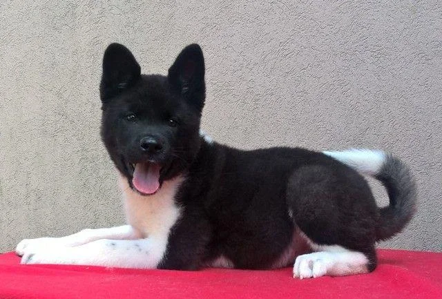 Americka Akita, stenci