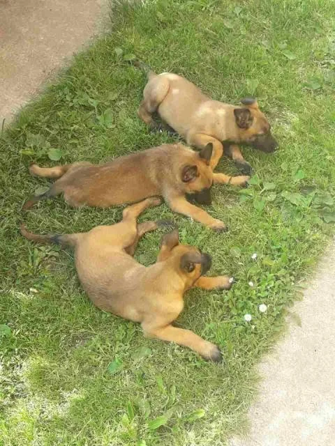 Malinoa – štenci