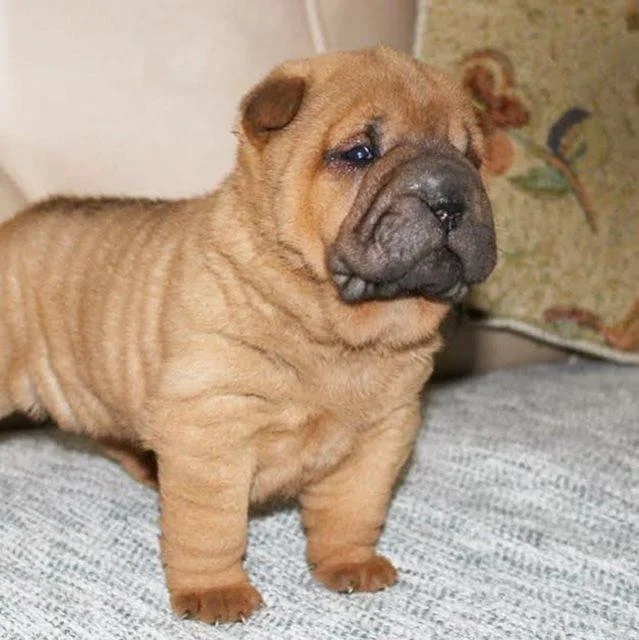 Shar Pei štenci