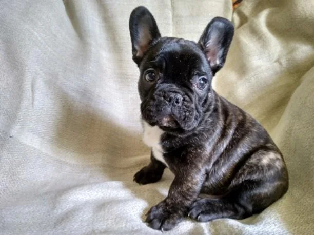 Francuski buldog i engleski buldog stenci na prodaju