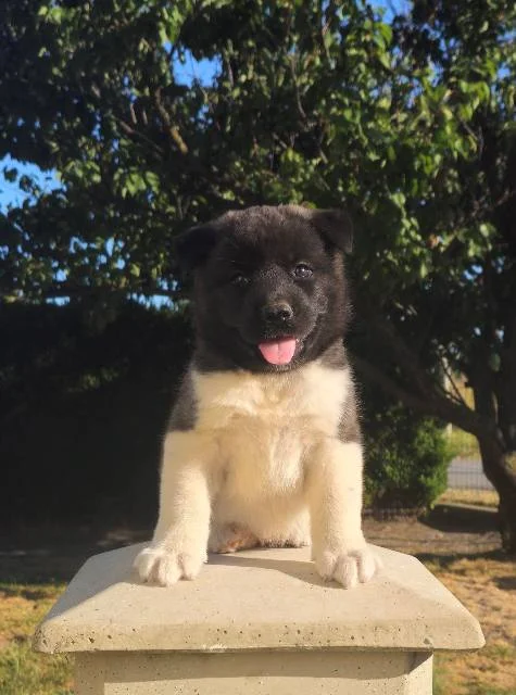 Američka Akita TOP štenci