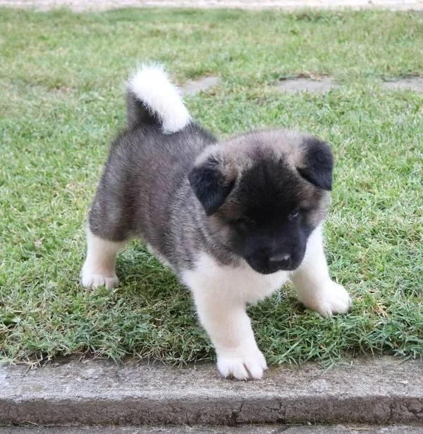 Američka Akita, štenci