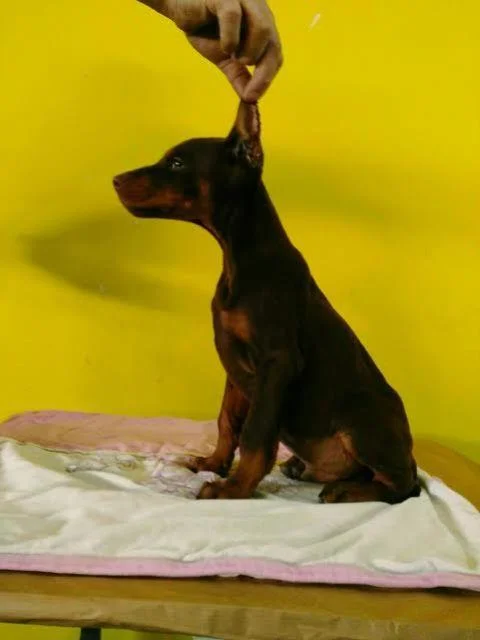 Doberman ženka