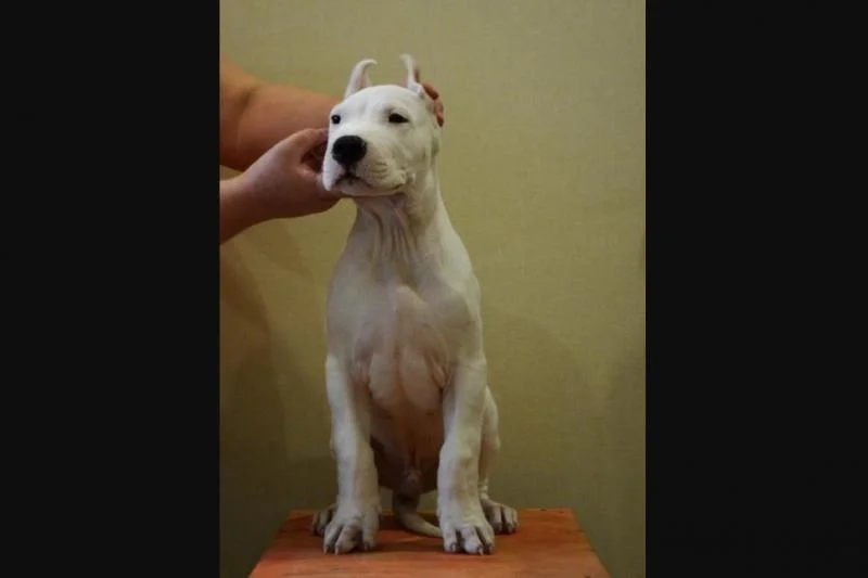 Dogo argentino i bulterijer stenci na prodaju