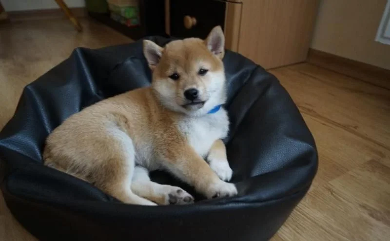 Šiba inu i shar pei stenci na prodaju