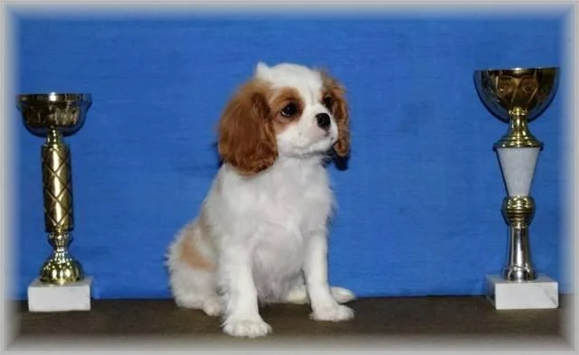 Mops i Cavalier K.C. Spaniel, stenci