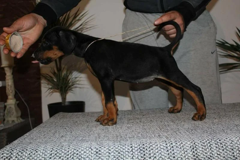 Doberman štenci