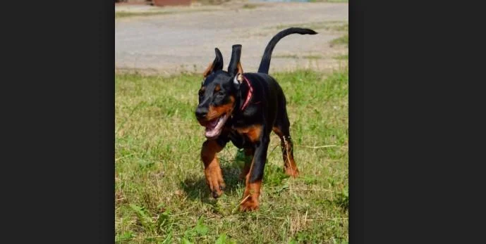 Doberman i rotvajler stenci na prodaju