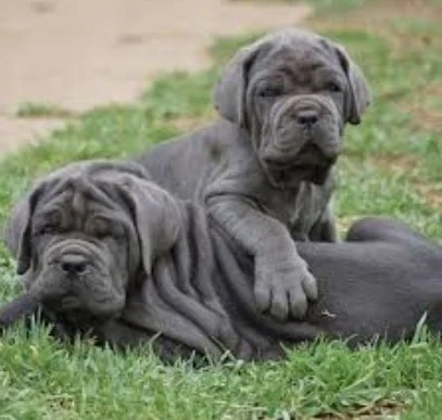 Bobtejl i Napuljski mastiff