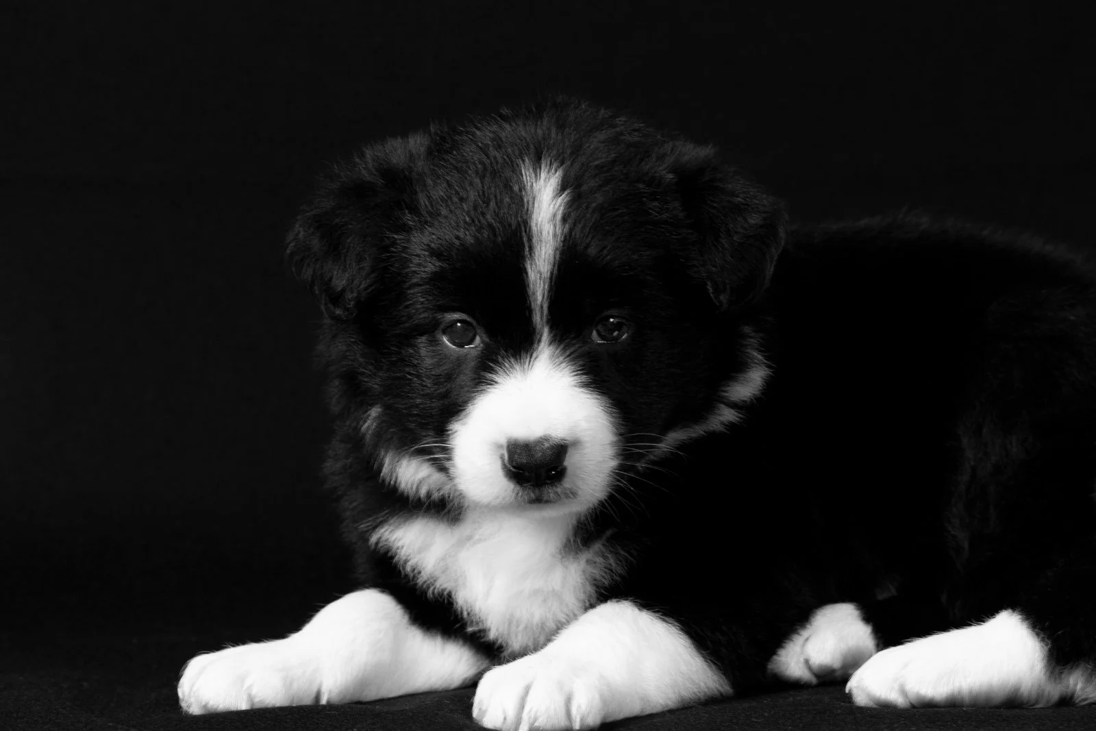 Border collie (Border koli) vrhunsko leglo