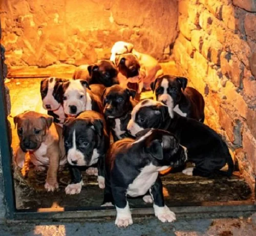 Pit bull stenci