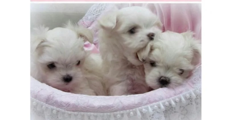 Maltezer i coton de tulear stenci na prodaju