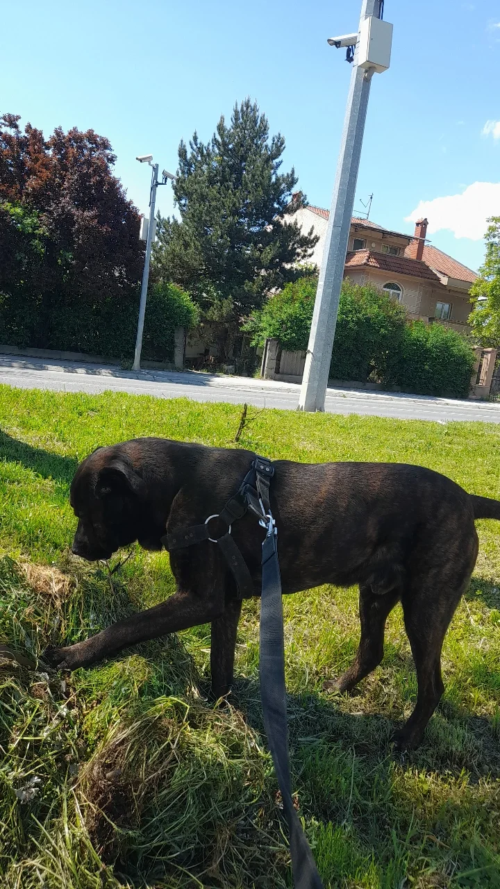 Mazjak cane corso bara zenka za parenje