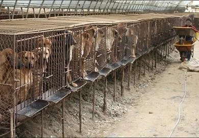 Тајван забранува продажба на месо од кучиња и мачки