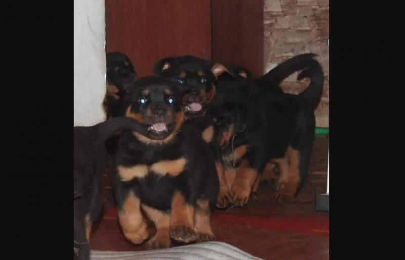 Rotvajler i doberman stenci na prodaju