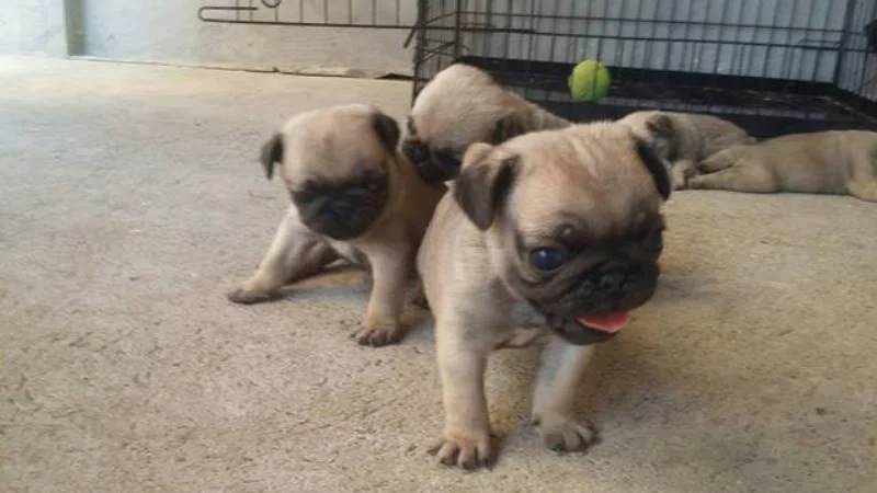 Mops,štenci odličnog kvaliteta