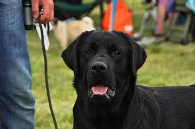 Labrador retriver