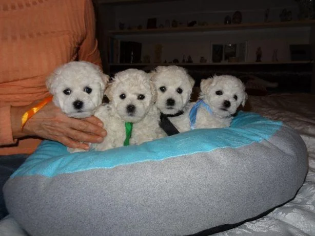 Bichon i bolonjezer stenci na prodaju