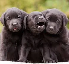 Labrador Retriver