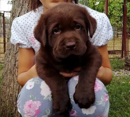 Labrador retriver, izlozbenog potencijala