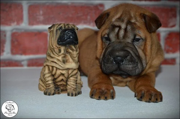 Shar Pei leglo
