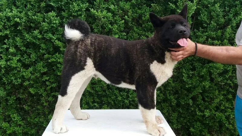 Akita