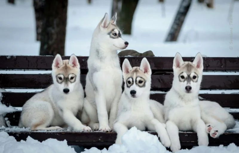 Sibirski haski i samojed stenci na prodaju