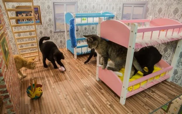 Реалното шоу со мачки ги сруши сите рекорди на гледаност