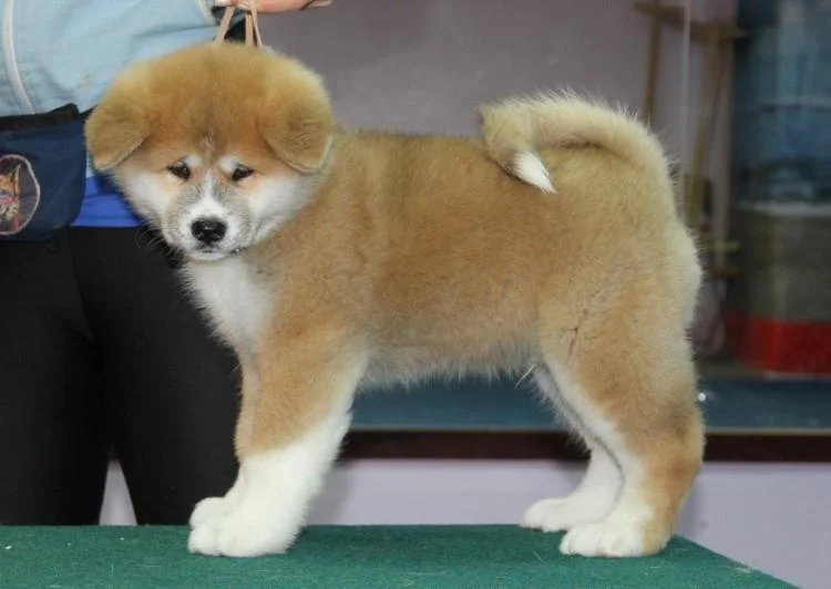Akita inu i aljaski malamut stenci na prodaju