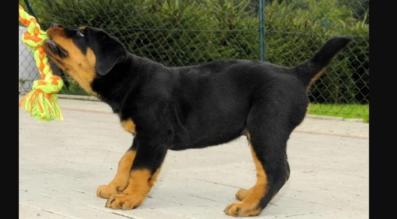 Rotvajler i doberman stenci na prodaju