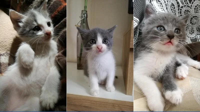 Подарувам мачиња