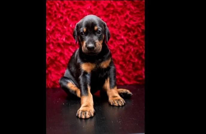 Doberman i rotvajler stenci na prodaju