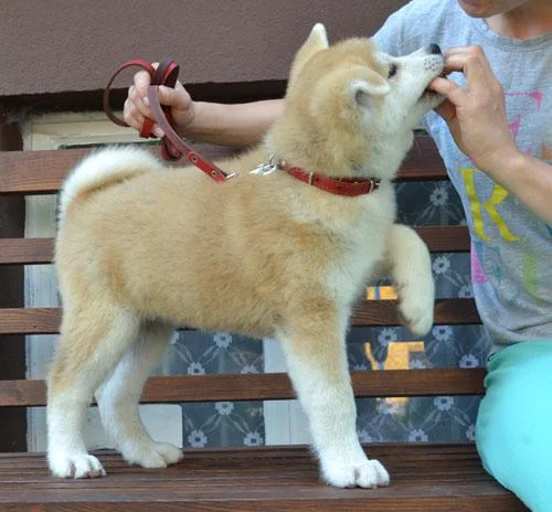 Akita inu i aljaski malamut stenci na prodaju