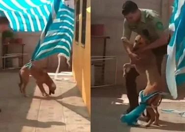 Спасено куче знае како да ја покаже својата благодарност