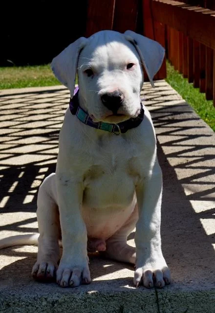 Dogo argentino i bulterijer stenci na prodaju