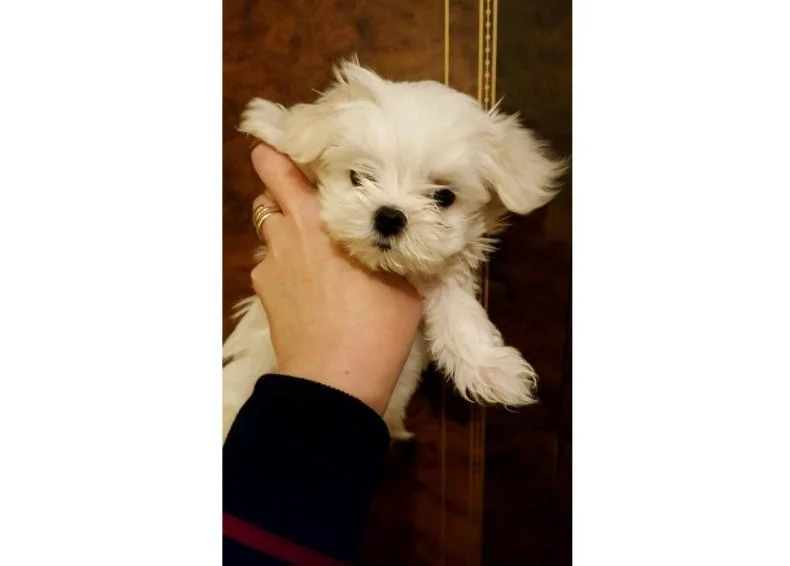 Coton de tulear i maltezer stenci na prodaju
