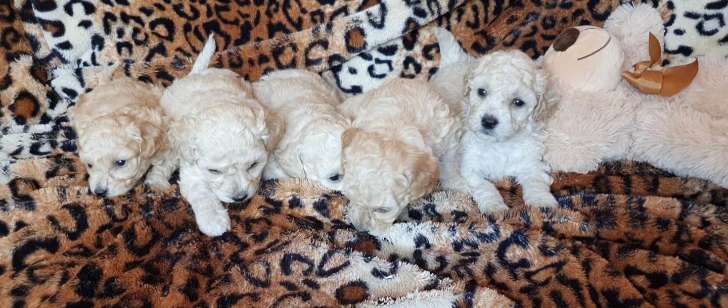Prelepi maltipoo stenci