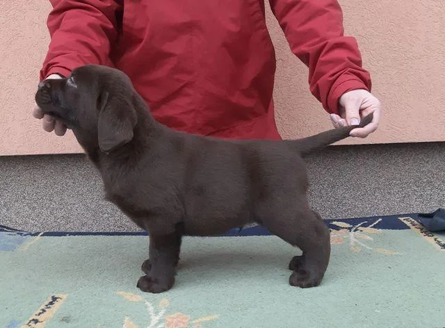 Labrador Retriver, čokoladni štenci