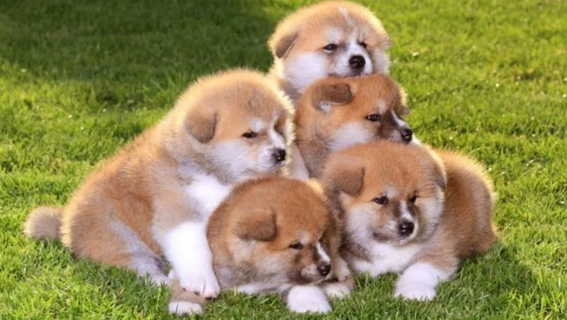 Akita inu i aljaski malamut stenci na prodaju