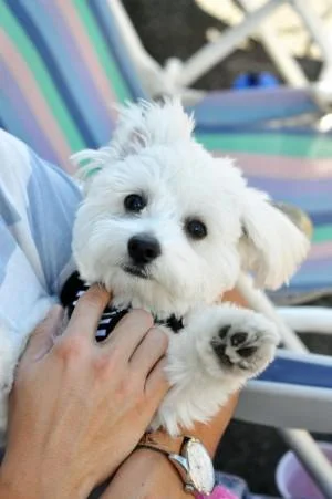 Maltezer i coton de tulear stenci na prodaju