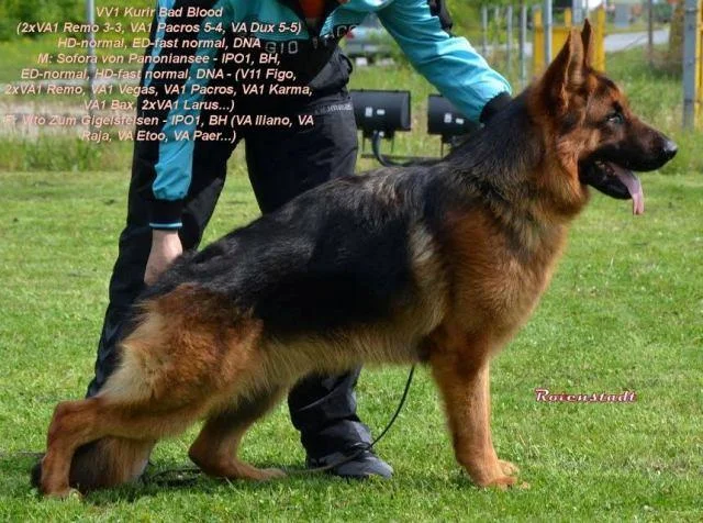 Nemački ovčar, izuzetne krvne linije